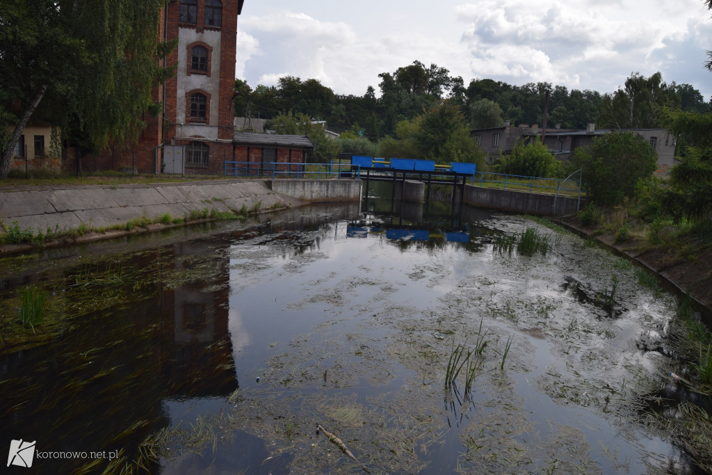 Zaśmiecona i zarośnięta rzeka Brda