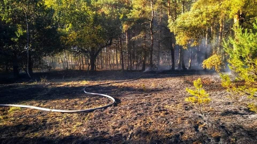 Pożar poszycia leśnego w Bożenkowie