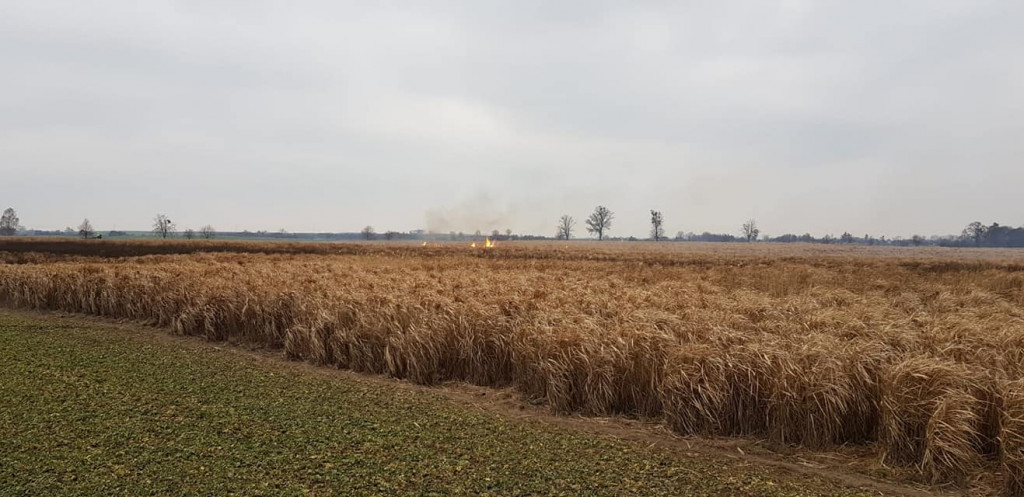 Pożar traw energetycznych