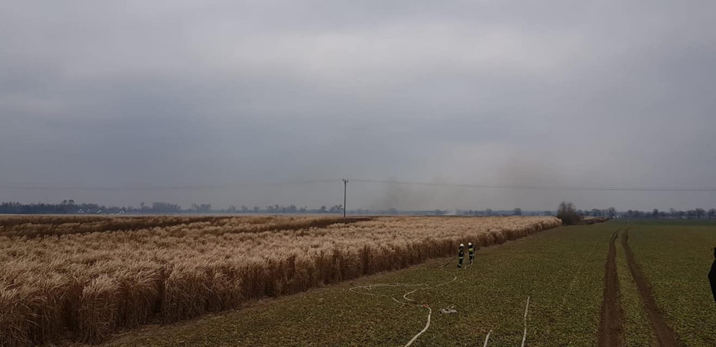 Pożar traw energetycznych