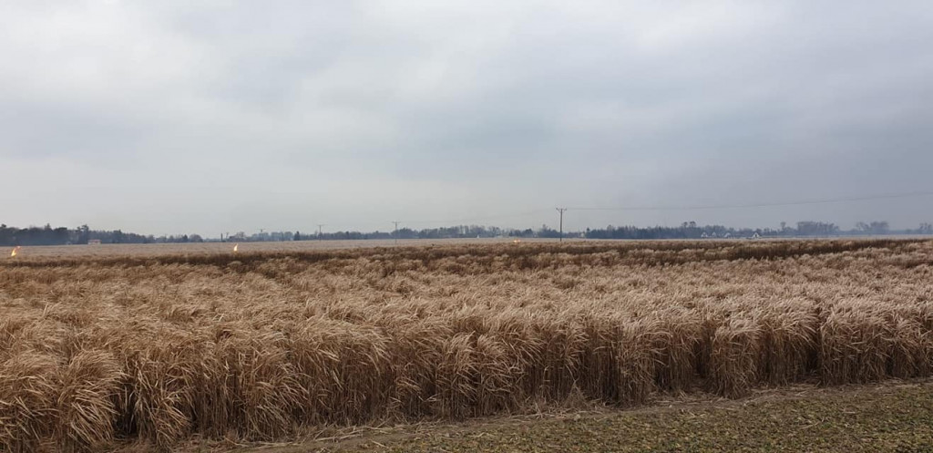 Pożar traw energetycznych