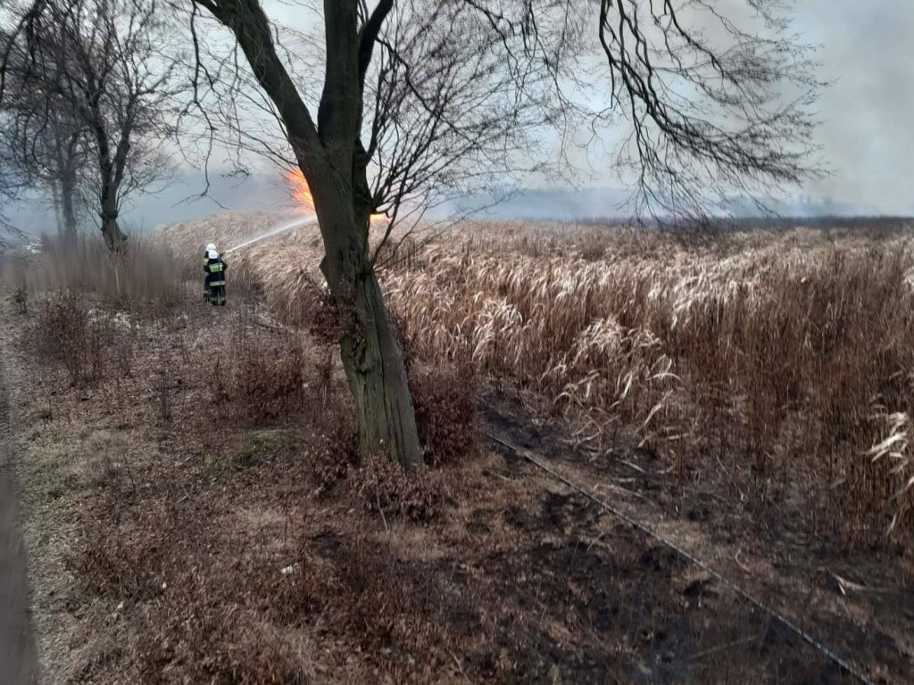 Pożar traw energetycznych