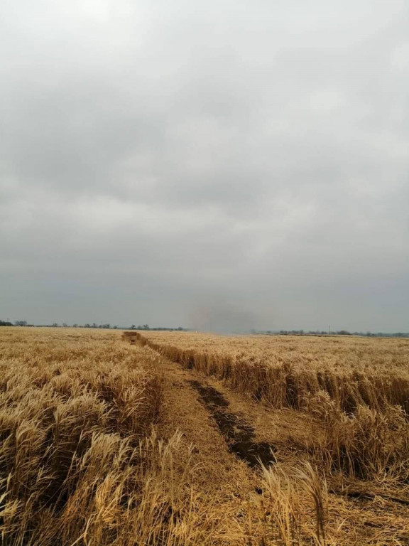 Pożar traw energetycznych