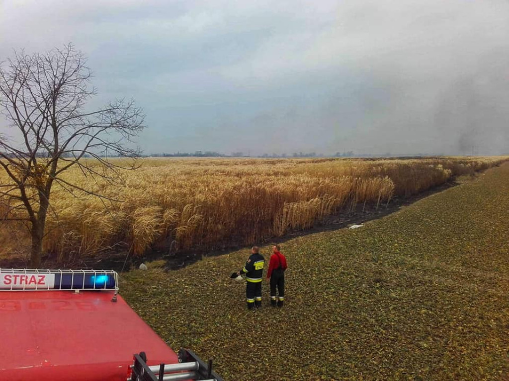 Pożar traw energetycznych