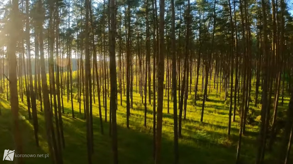 Piękno Lasów na Zalewem Koronowskim. Magiczny film eXbee [VIDEO, ZDJĘCIA]