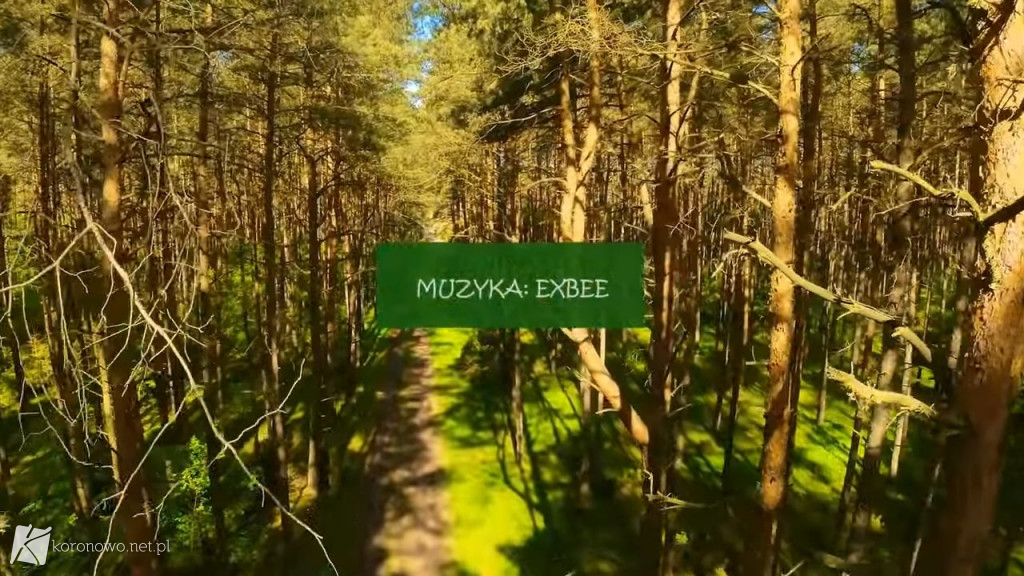 Piękno Lasów na Zalewem Koronowskim. Magiczny film eXbee [VIDEO, ZDJĘCIA]