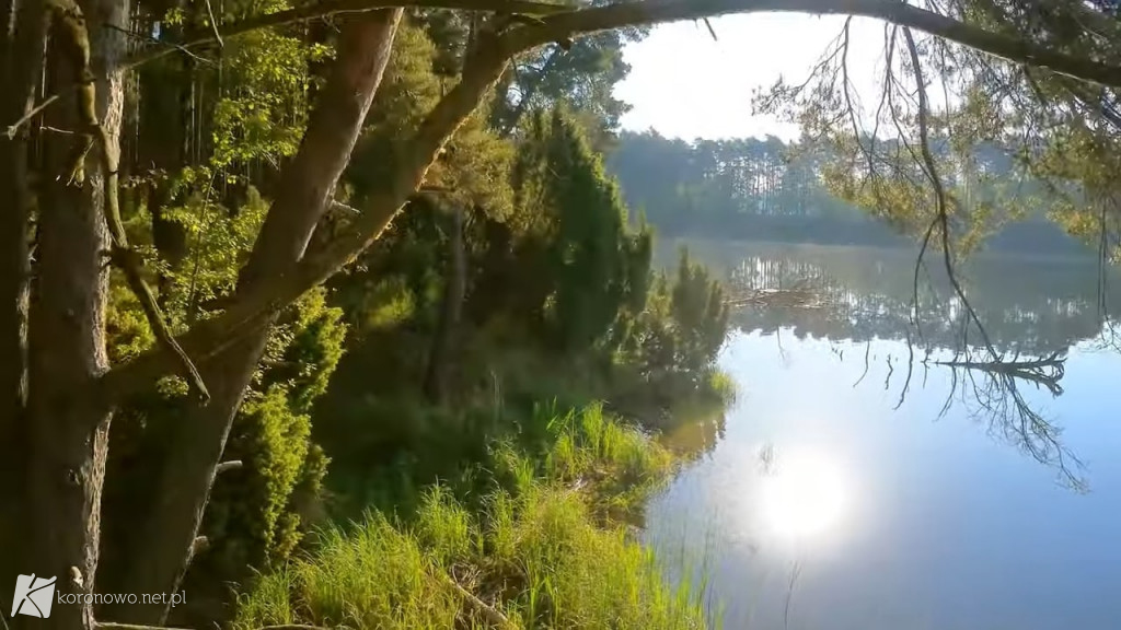 Piękno Lasów na Zalewem Koronowskim. Magiczny film eXbee [VIDEO, ZDJĘCIA]