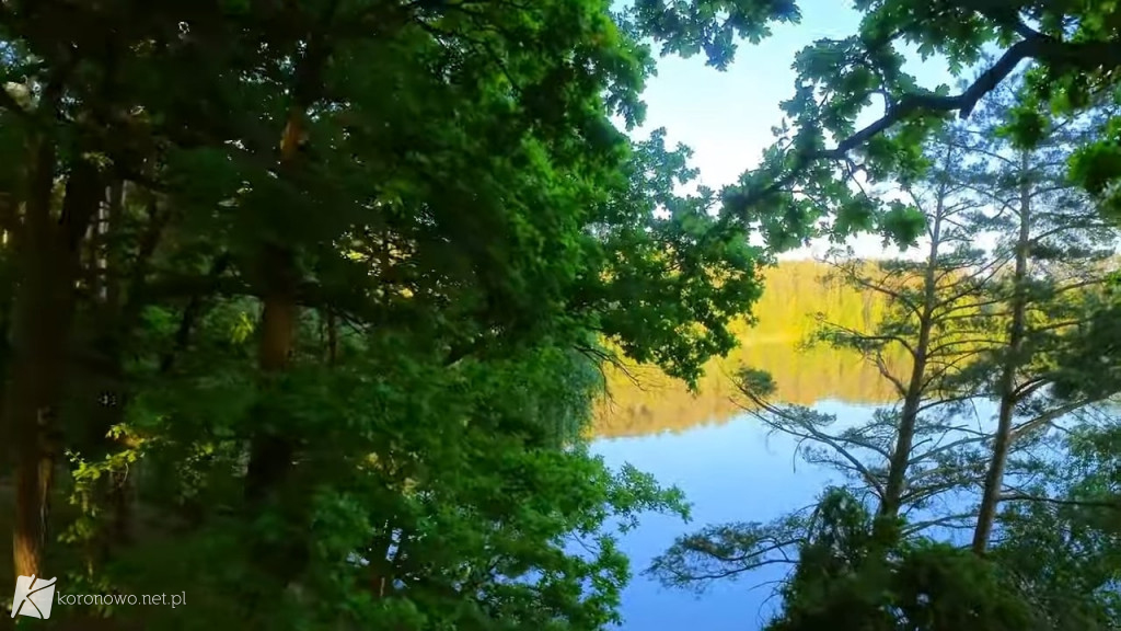 Piękno Lasów na Zalewem Koronowskim. Magiczny film eXbee [VIDEO, ZDJĘCIA]