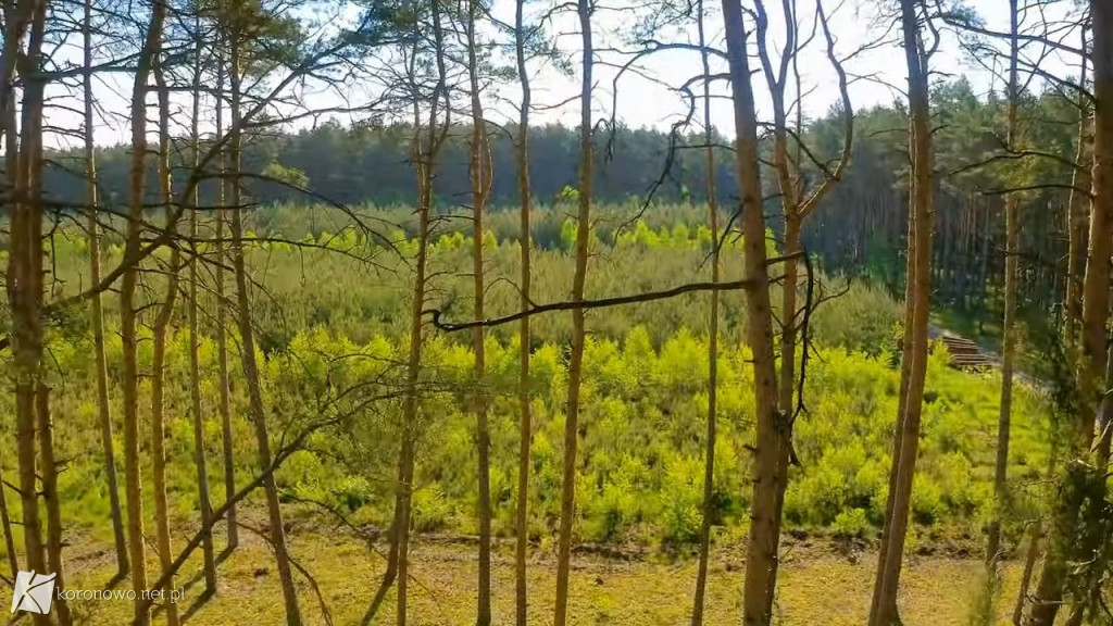 Piękno Lasów na Zalewem Koronowskim. Magiczny film eXbee [VIDEO, ZDJĘCIA]