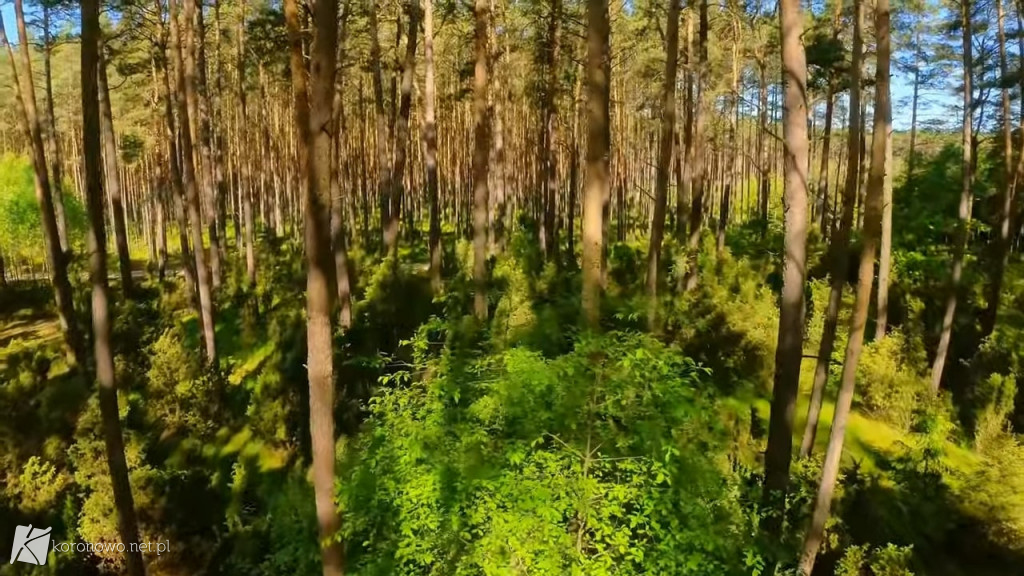 Piękno Lasów na Zalewem Koronowskim. Magiczny film eXbee [VIDEO, ZDJĘCIA]