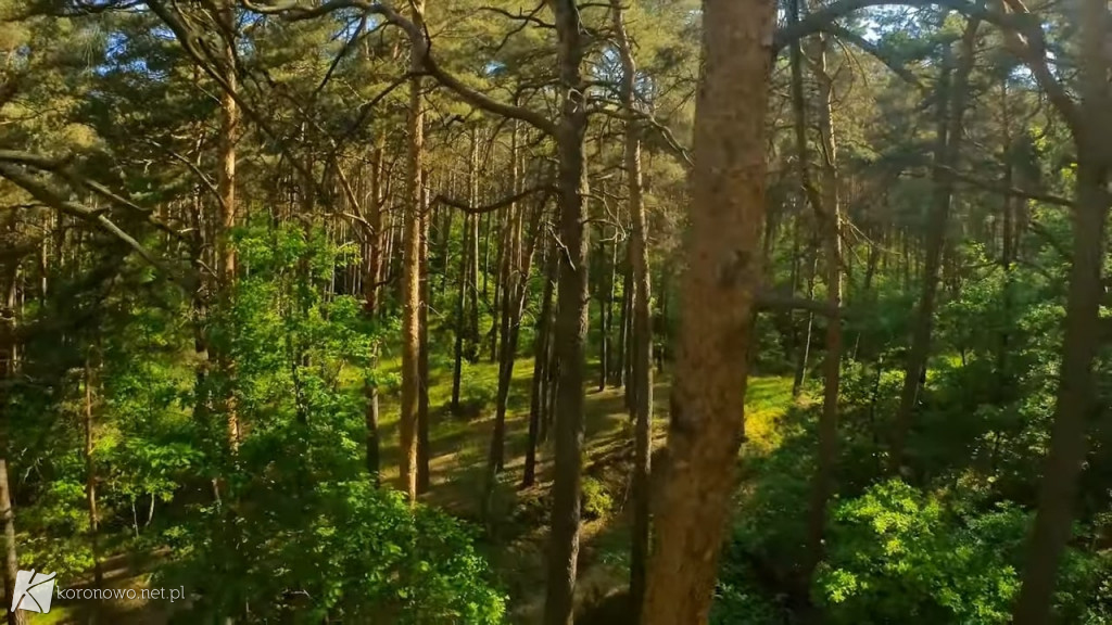 Piękno Lasów na Zalewem Koronowskim. Magiczny film eXbee [VIDEO, ZDJĘCIA]