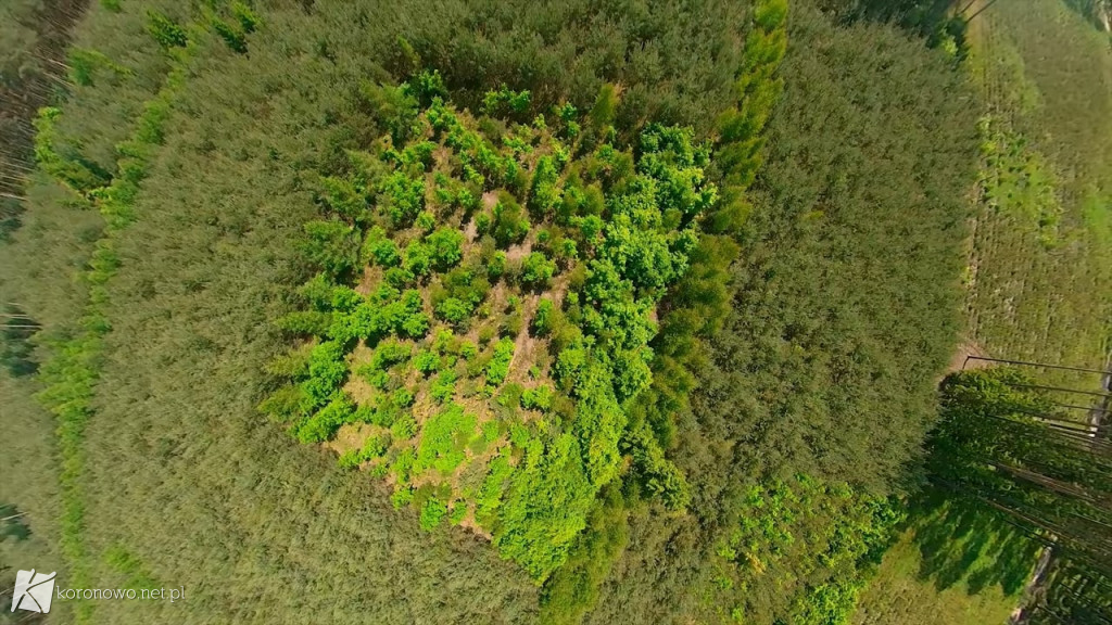 Piękno Lasów na Zalewem Koronowskim. Magiczny film eXbee [VIDEO, ZDJĘCIA]