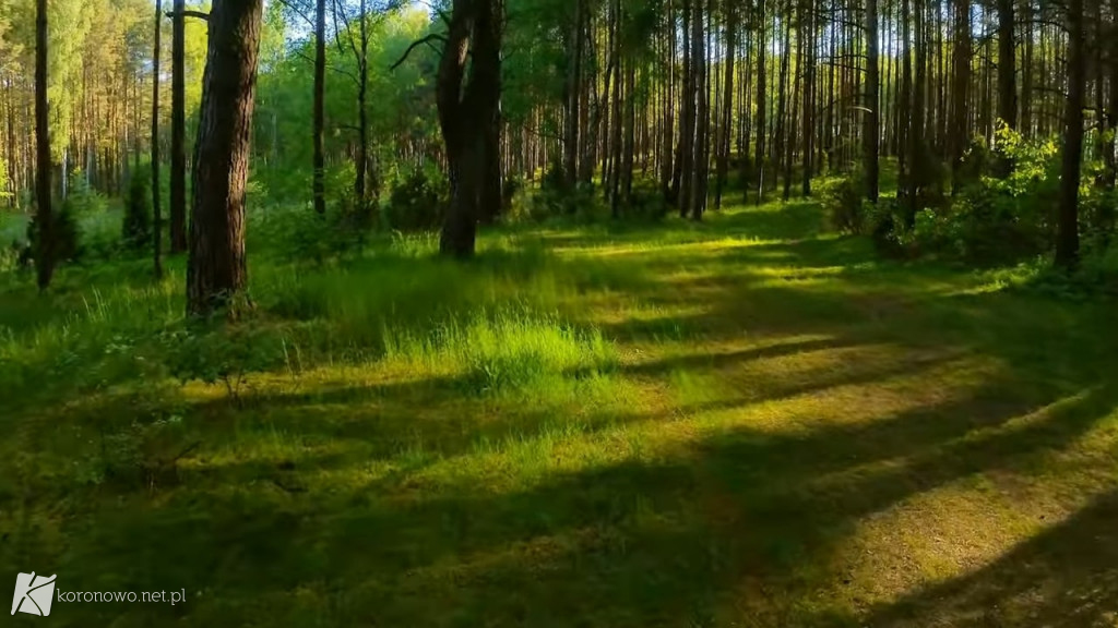 Piękno Lasów na Zalewem Koronowskim. Magiczny film eXbee [VIDEO, ZDJĘCIA]