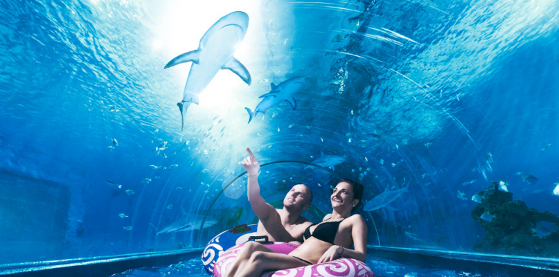 Jedną z największych atrakcji Aquaparku Reda są prawdziwe rekiny. Fot. materiały promocyjne