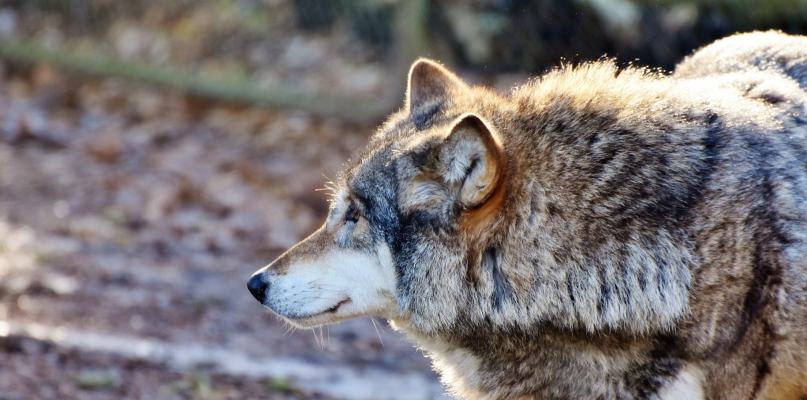 Na terenie Nadleśnictwa Różannna do tej pory nie zdarzały się wypadki atakowania przez wilki ludzi i zwierząt domowych fot. pixabay