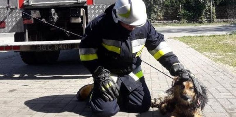 Zwierzaka z rąk strażaków odebrał weterynarz fot. OSP Wtelno