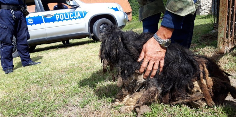 Policjanci z Komisariatu Policji w Koronowie apelują do mieszkańców posiadających psy o przestrzeganie obowiązujących przepisów normujących zasady trzymania tych zwierząt fot. OTOZ Animals