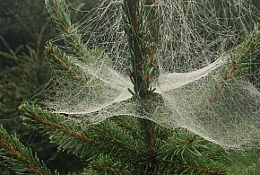 Kupujesz żywą choinkę na święta? Ten szczegół łatwo przeoczyć-14359