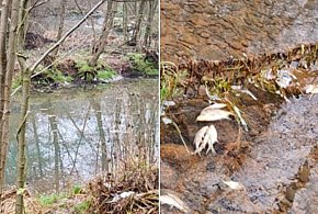 Stanowisko instytucji w sprawie śniętych ryb w rejonie Zapory Wodnej w Pieczyskach-14413