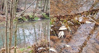 Stanowisko instytucji w sprawie śniętych ryb w rejonie Zapory Wodnej w Pieczyskach-14413